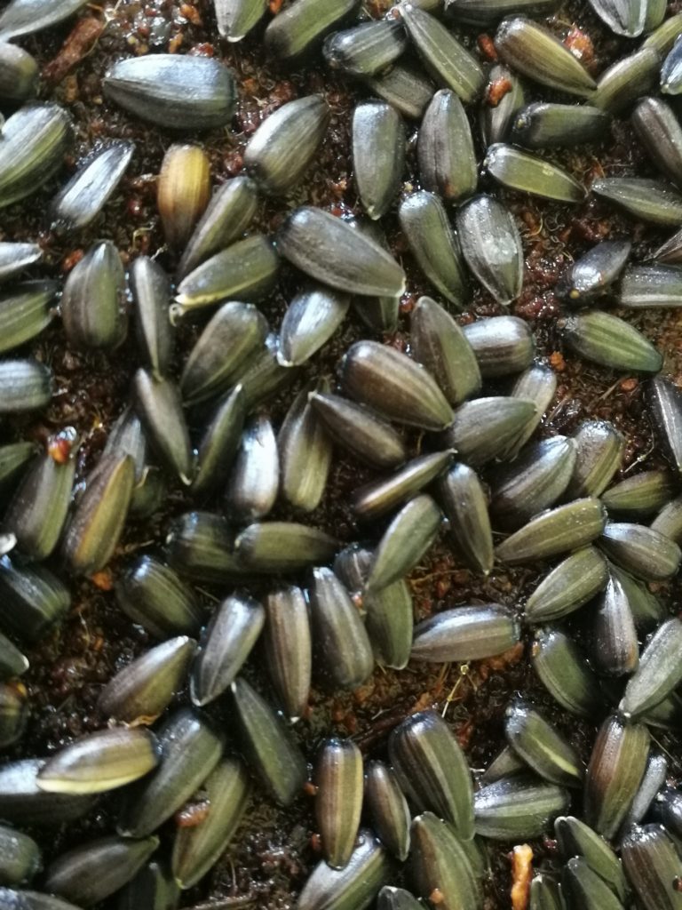 alt graines de micropousses de tournesol juste semées avec Opale Pousses Calais